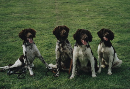 KlM A-Wurf vom Haus Hessling