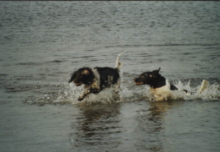 KlM Alpha und Alessa vom Haus Hessling