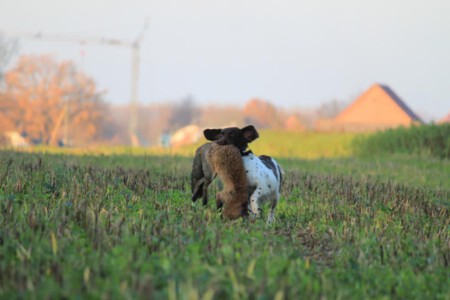 KlM Hündin mit Fuchs