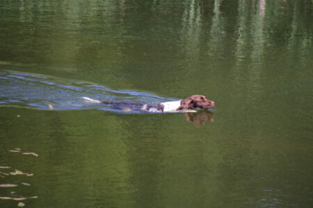 KlM-Hündin bei der Wasserarbeit