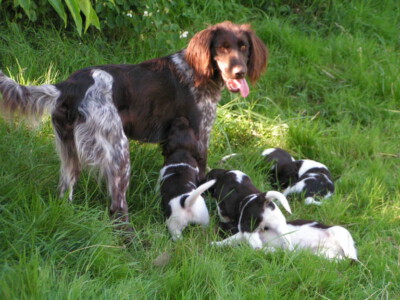 MINOLTA DIGITAL CAMERA