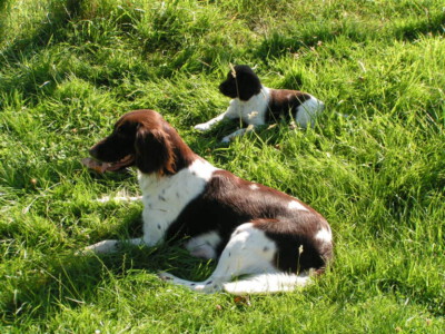 MINOLTA DIGITAL CAMERA