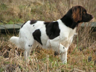 KlM Hündin Alpha vom Haus Hessling