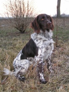 Birko vom Haus Hessling